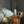 Load image into Gallery viewer, BRUNO 香薰噴霧機 BOE113